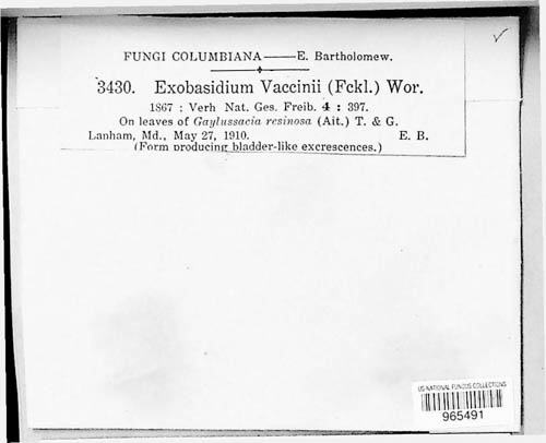 Exobasidiaceae image